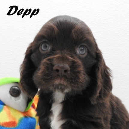 puppy, for, sale, Cocker Spaniel, Joe & Cherri  Overlease, dog, breeder, Miller, MO, dog-breeder, puppy-for-sale, forsale, nearby, find, puppyfind, locator, puppylocator, aca